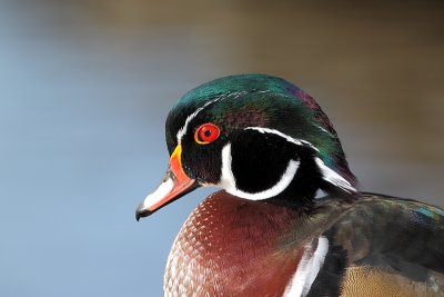 Canard branchu