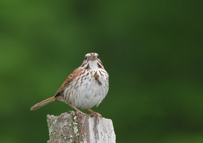 Brant chanteur,  Song Sparrow