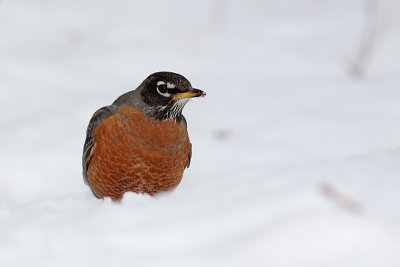 Merle d'Amrique, American Robin