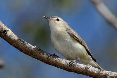 Viro mlodieux