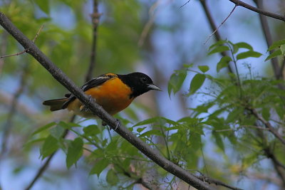 Oriole de Baltimore