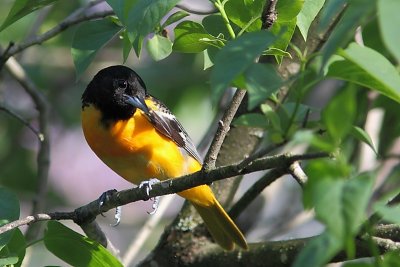 Oriole de Baltimore