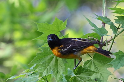 Oriole de Baltimore