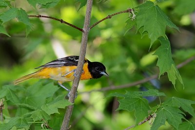 Oriole de Baltimore