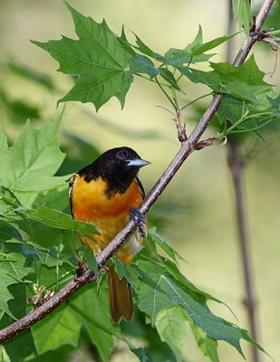 Oriole de Baltimore