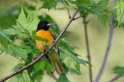 Oriole de Baltimore