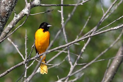 Oriole de Baltimore