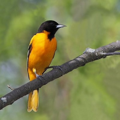 Oriole de Baltimore