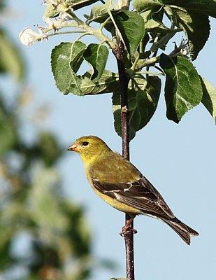 Chardonneret jaune