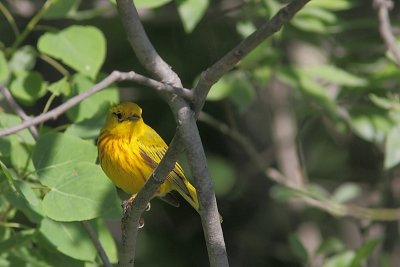 Paruline jaune