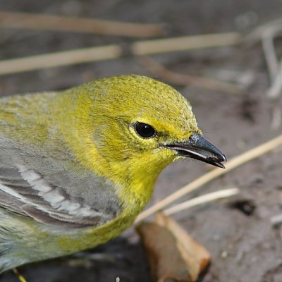 Paruline des pins