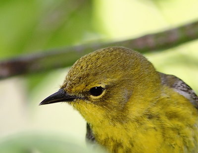 Paruline des pins