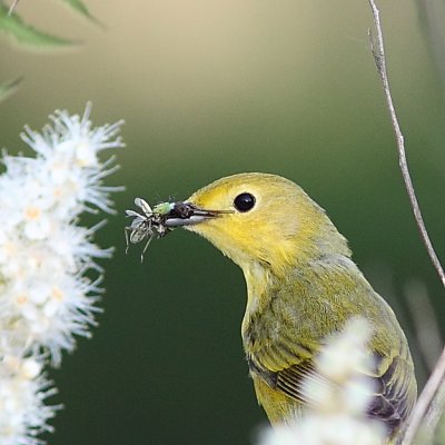 Paruline jaune