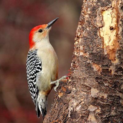 Oiseaux Oct - Dc  2011