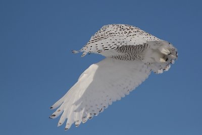 Harfang des neiges