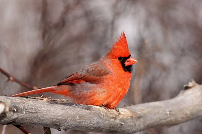 Cardinal rouge