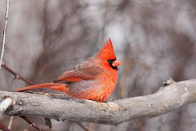 Cardinal rouge