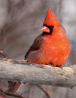 Cardinal rouge