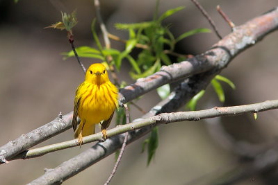 Paruline jaune