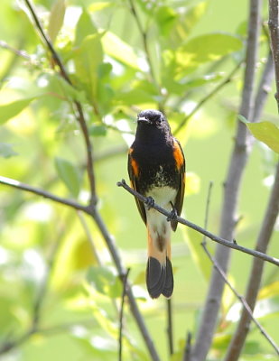 Paruline flamboyante