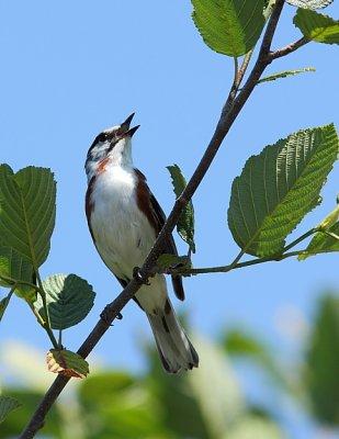 Paruline  flancs marron