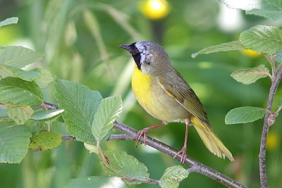 Paruline masque