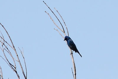 Passerin Indigo