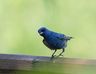 Passerin Indigo