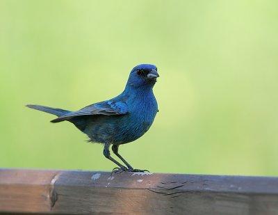 Passerin Indigo