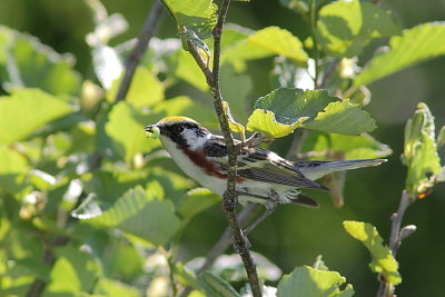 Paruline  flancs marron