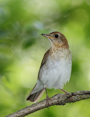 Oiseaux Juin-Juillet 2012