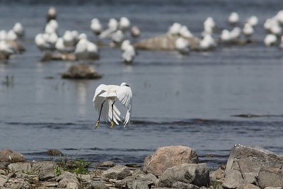 Aigrette garzette