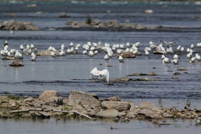 Aigrette garzette