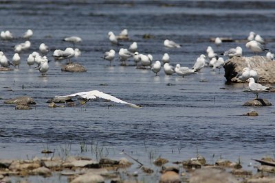 Aigrette garzette