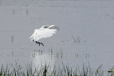 Aigrette garzette