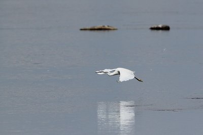 Aigrette garzette