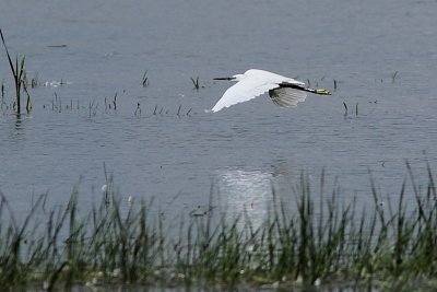 Aigrette garzette