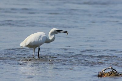 Aigrette garzette