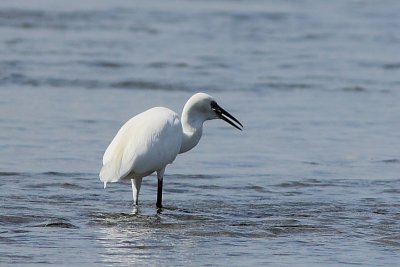 Aigrette garzette