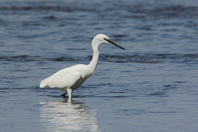 Aigrette garzette