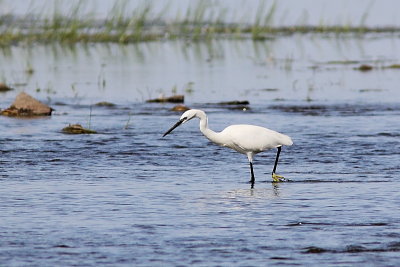 Aigrette garzette