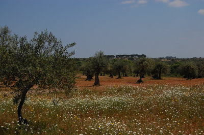 Olivetrees