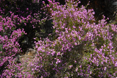 Lyngart  (Umbel-flowered heath)