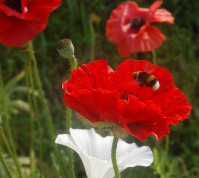 Poppy and bumblebee