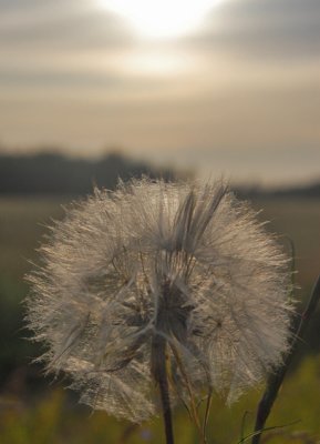 Gedeskg - Goats beard