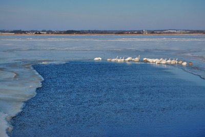  Sangsvaner i Limfjorden