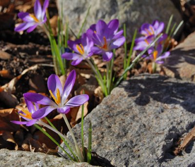 Crocus