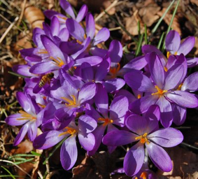 Crocus tommasinianus