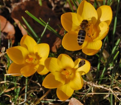 Crocus Goldlock