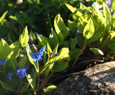 Vr-Krminde - Omphalodes verna 